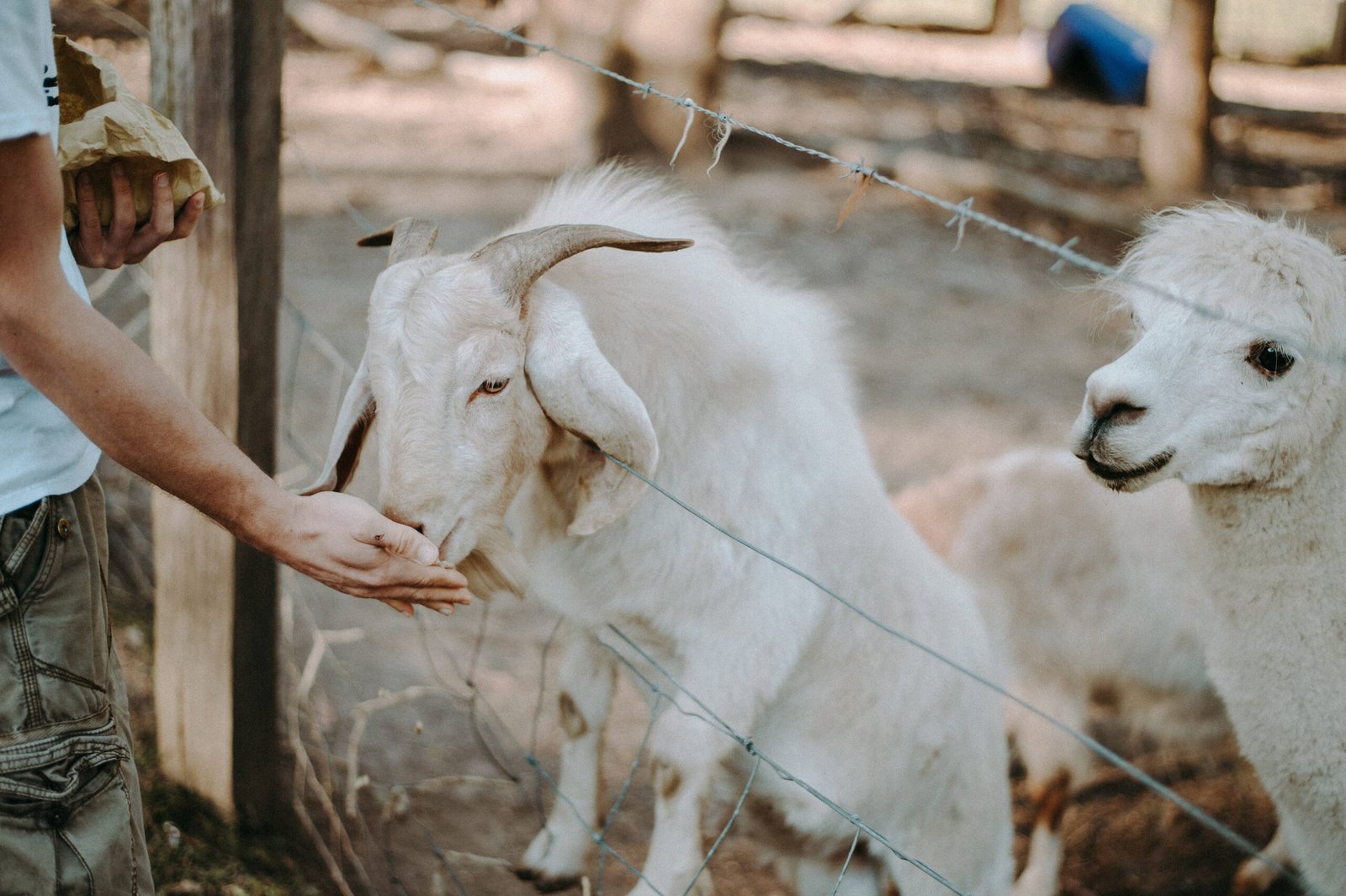 Farm Stays Accommodations in South Coast