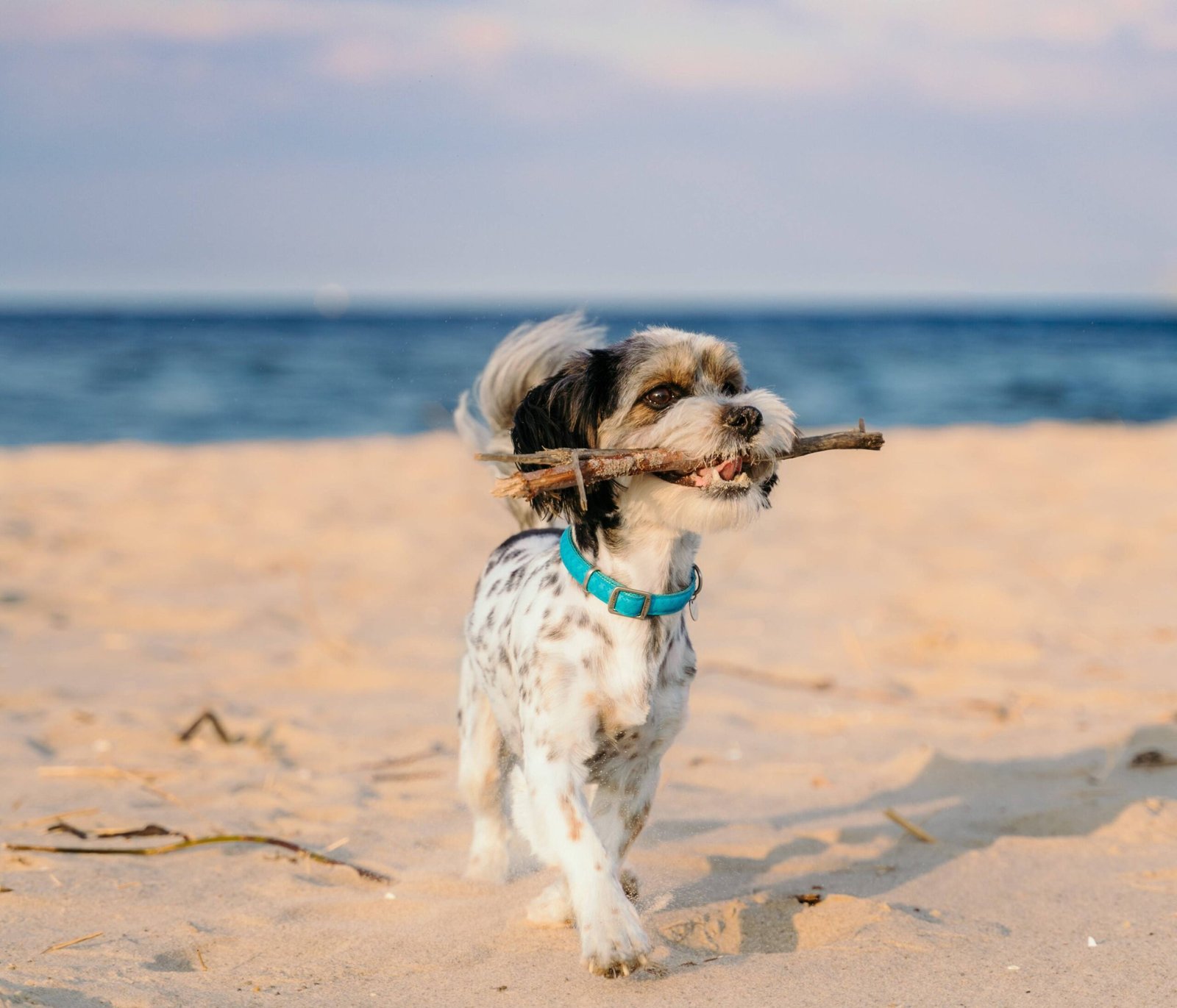 Pet-Friendly Accommodations in Byron Bay NSW