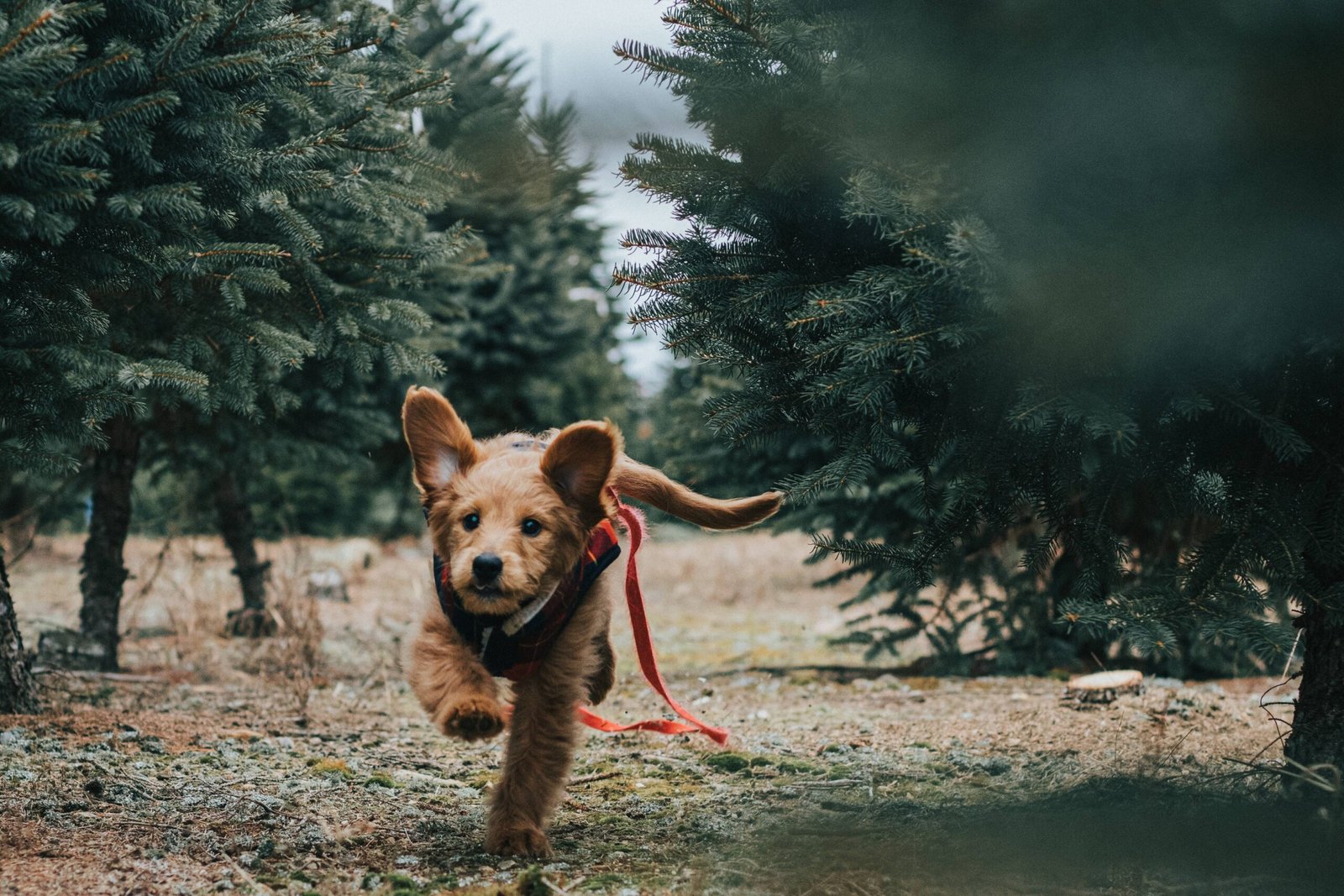 Pet-Friendly Accommodations in Cobar NSW