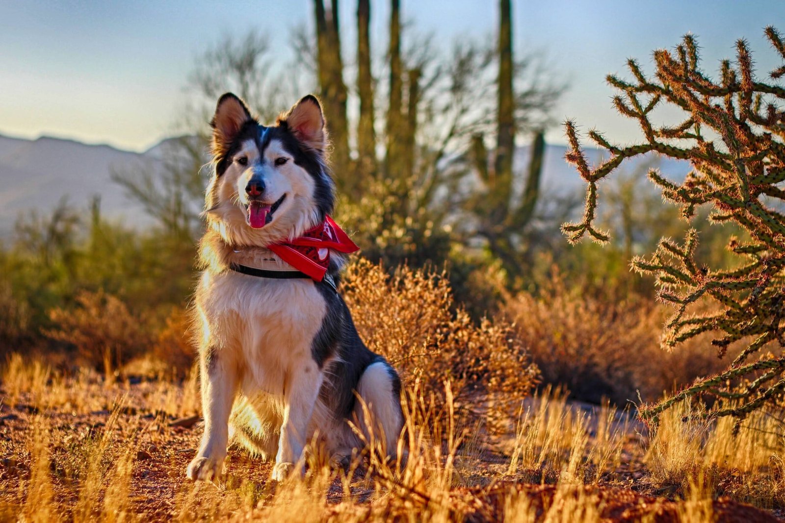 Pet-Friendly Accommodations in Coober Pedy SA