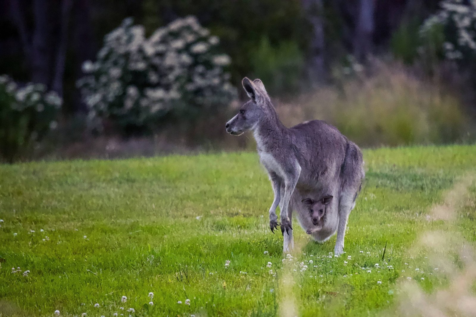 Pet-Friendly Accommodations in Kangaroo Valley NSW