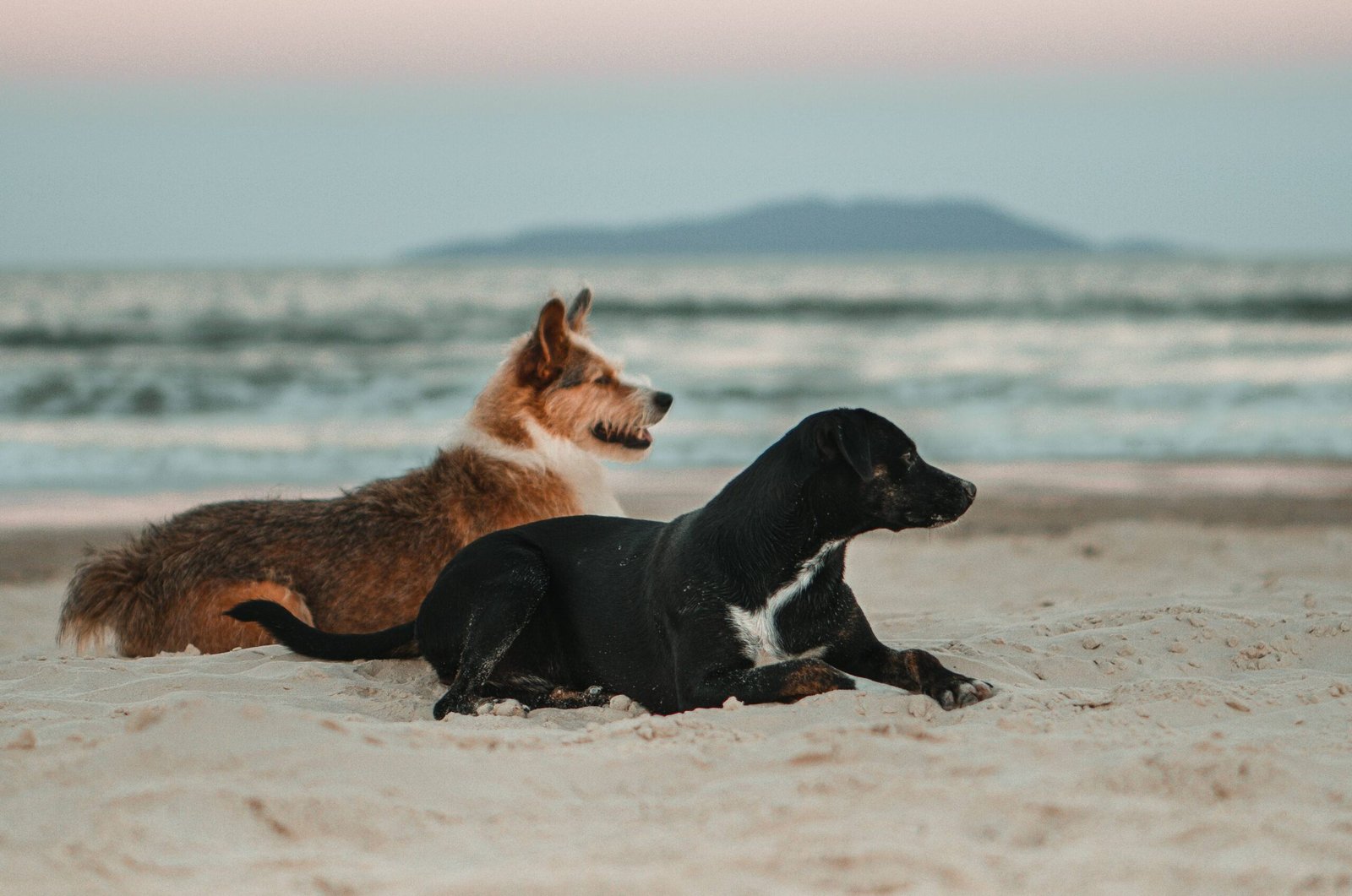 Pet-Friendly Accommodations in Karratha WA