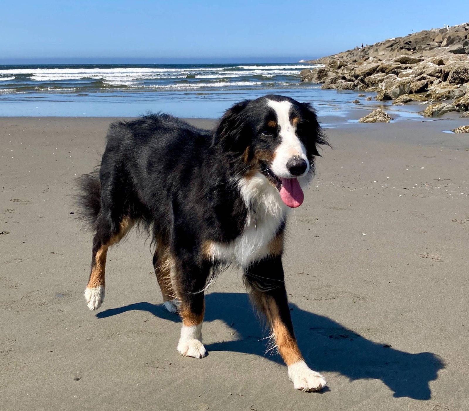 Pet-Friendly Accommodations in Paynesville VIC