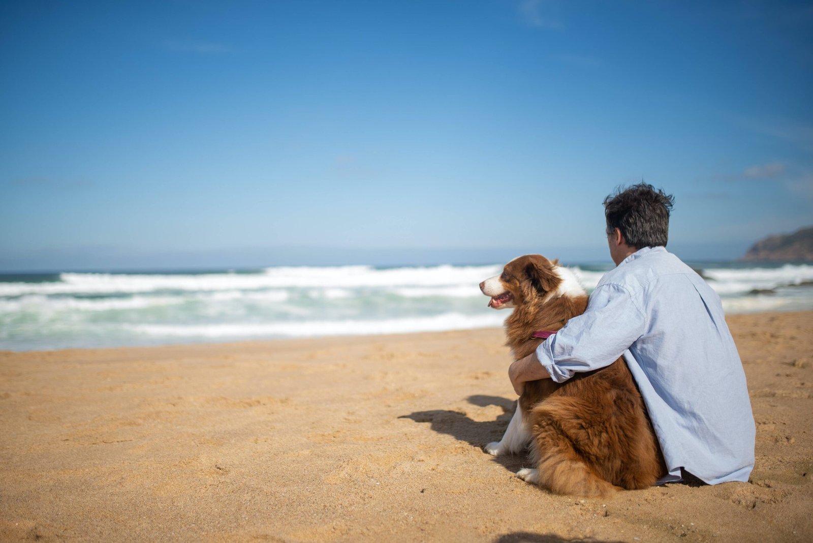 Pet-Friendly Accommodations in Pottsville Beach NSW