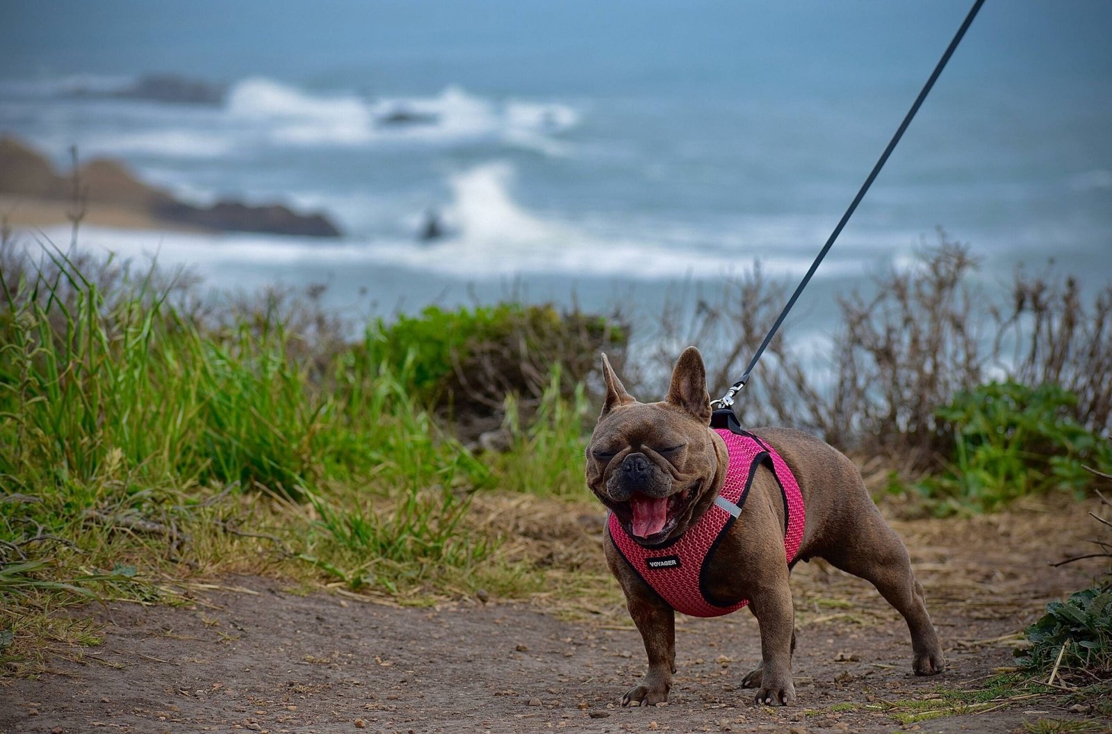 Pet-Friendly Accommodations in Warrnambool VIC